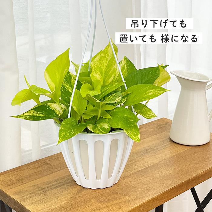 観葉植物 ポトス テルノ No.021 カグヤ 5号鉢 吊り鉢 吊り下げ