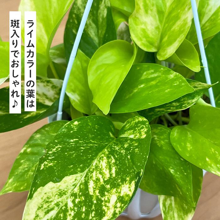 予約販売 観葉植物 ポトス テルノ No.021 カグヤ 5号鉢 吊り鉢 吊り
