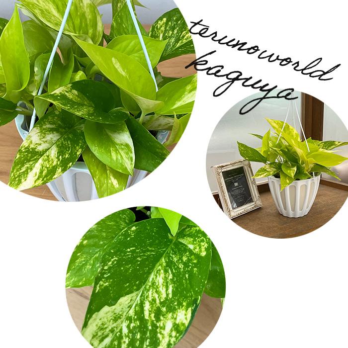 観葉植物 ポトス テルノ No.021 カグヤ 5号鉢 吊り鉢 吊り下げ