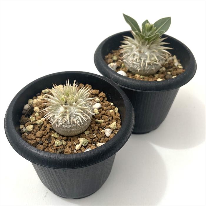 日本花キ流通 多肉植物 caパキポディウム エブレネウム×ブレビカウレ