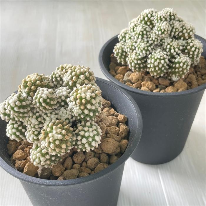 新品】マダガスカルハイキング鉢 サボテン 実生 グラキリスなどおすすめ