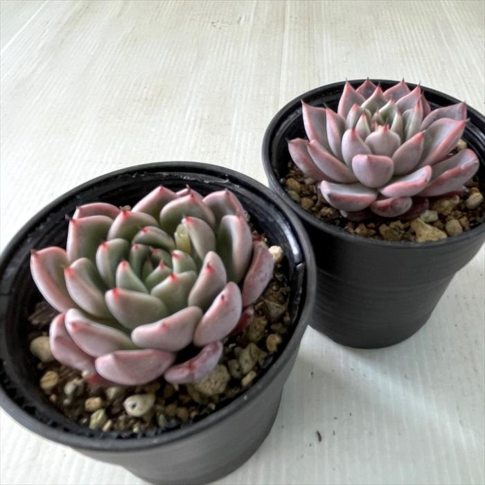 日本花キ流通 多肉植物 hxエケベリア レッドエボニー×ザラゴーサ 多肉