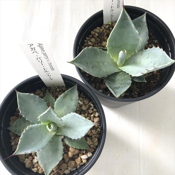 日本花キ流通 多肉植物 caアガベ パリー トルンカータ Agave parryi v