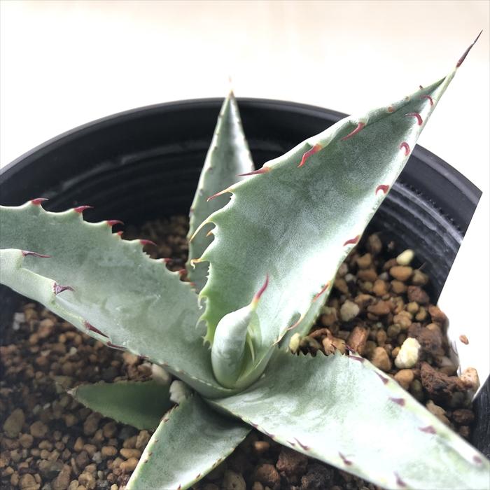 日本花キ流通 多肉植物 caアガベ フレキシスピナ Agave 日本花キ流通 多肉植物 caアガベ フレキシスピナ Agave