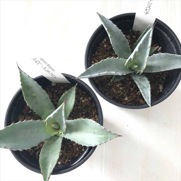 日本花キ流通 多肉植物 caアガベ フレキシスピナ Agave 日本花キ流通 多肉植物 caアガベ フレキシスピナ Agave