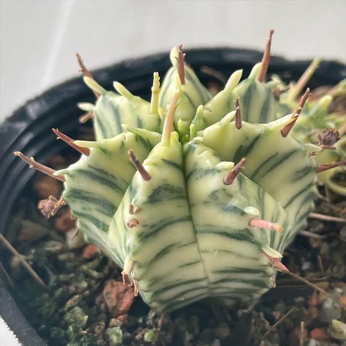 日本花キ流通 多肉植物 sdユーフォルビア メロフォルミス錦 7.5 日本花キ流通 多肉植物 sdユーフォルビア メロフォルミス錦 7.5