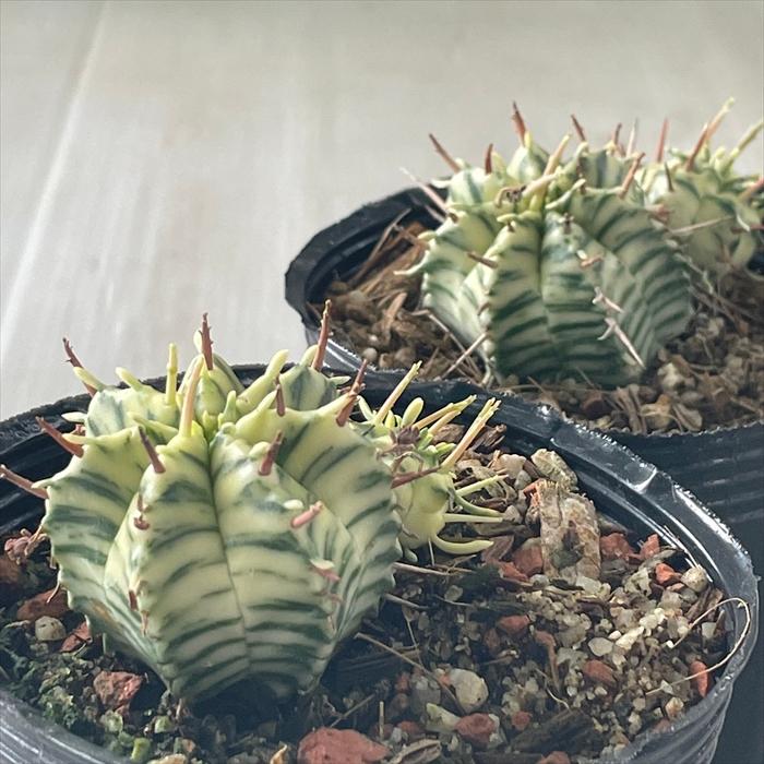 日本花キ流通 多肉植物 sdユーフォルビア メロフォルミス錦 7.5 日本花キ流通 多肉植物 sdユーフォルビア メロフォルミス錦 7.5