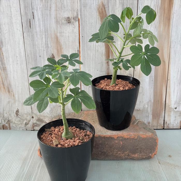 日本花キ流通 多肉植物 sdアデニア グラウカ 実生 塊根植物