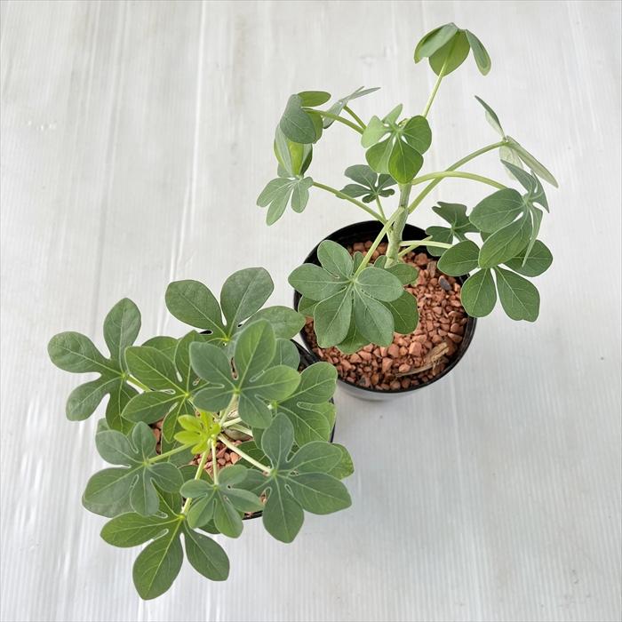 多肉植物❤️スモールサークル❤️3頭9cm!実生拔キ苗！ ✨4月販売会苗のご紹介✨ . .Lovesong 群生. . 可愛い