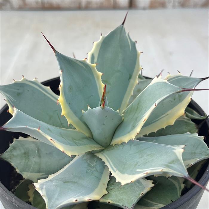 アガベ ポタトラム 大株雷神錦 子株付き 鉢ごと発送 現品お届け】アガベ 8号 ポタトラム 雷神錦（子株付き）（A4