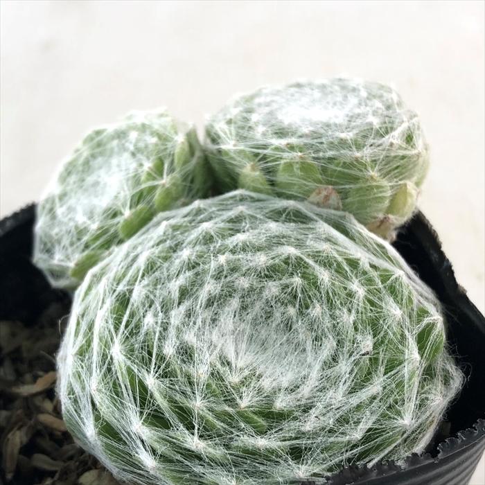 日本花キ流通 多肉植物 sfセンペルビウム ガゼル 7.5cmポット