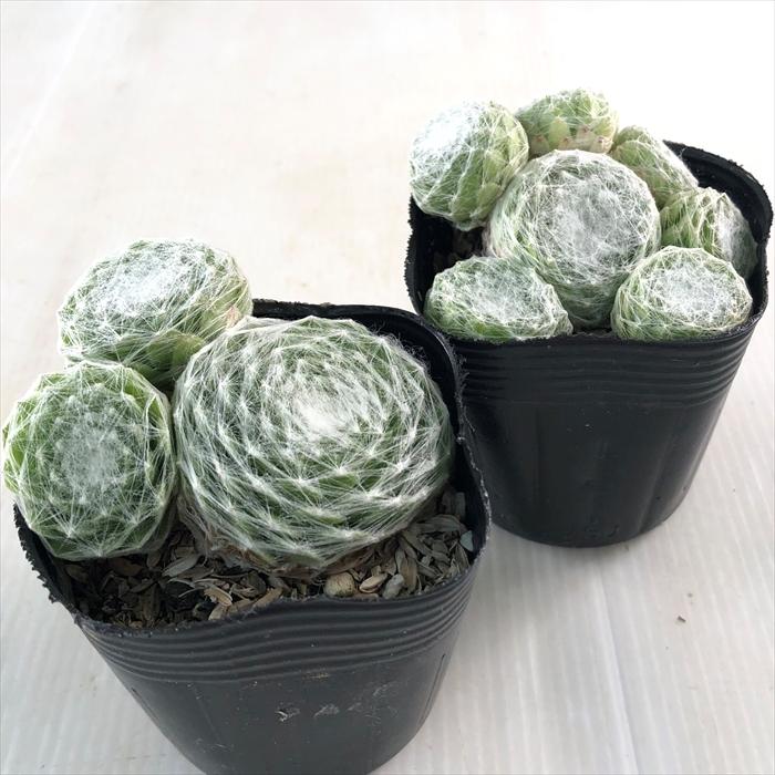 日本花キ流通 多肉植物 sfセンペルビウム ガゼル 7.5cmポット