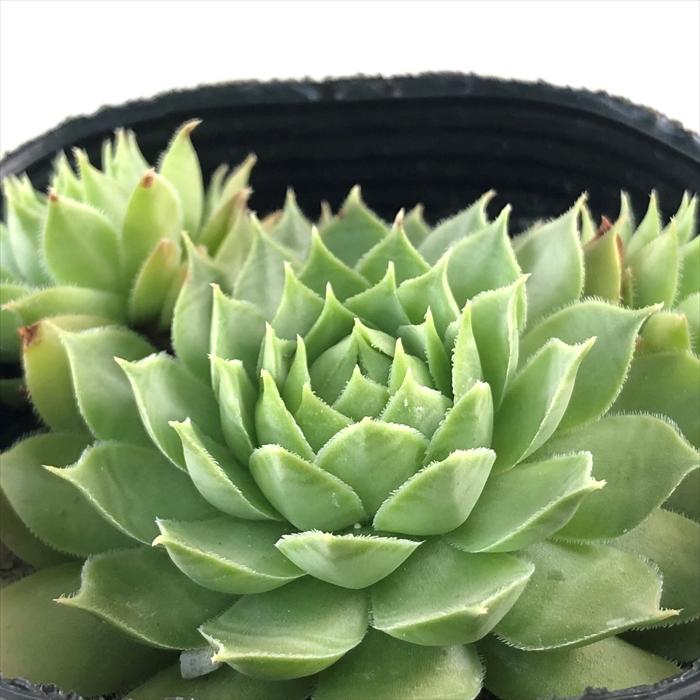 日本花キ流通 多肉植物 sfセンペルビウム グリーンフィ 7.5cmポット