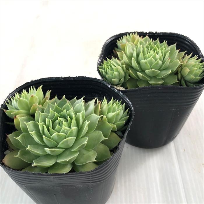 日本花キ流通 多肉植物 sfセンペルビウム グリーンフィ 7.5cmポット