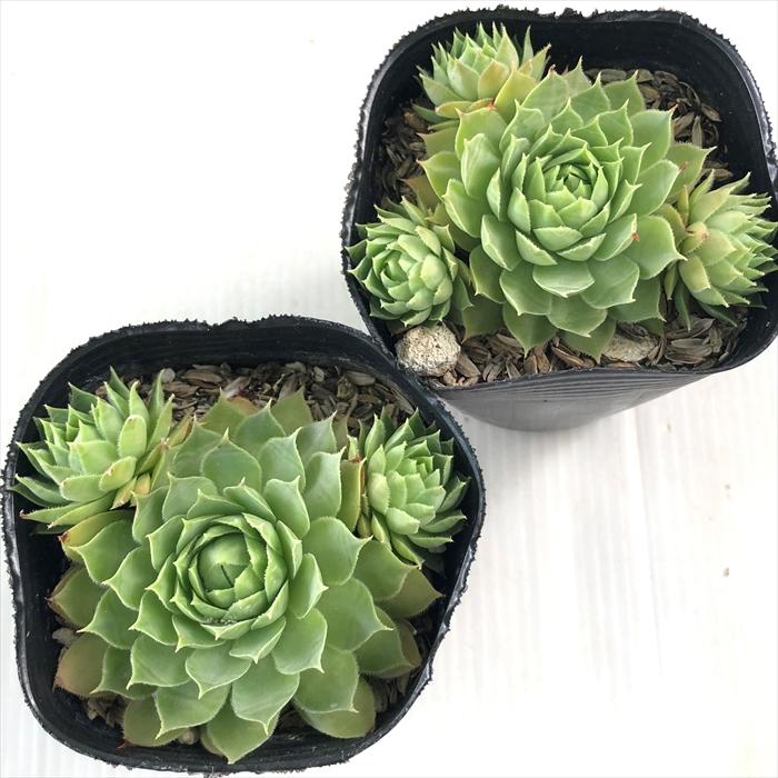 日本花キ流通 多肉植物 sfセンペルビウム グリーンフィ 7.5cmポット