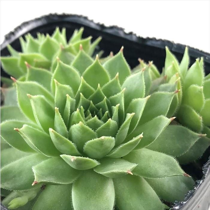 日本花キ流通 多肉植物 sfセンペルビウム カンナ 7.5cmポット