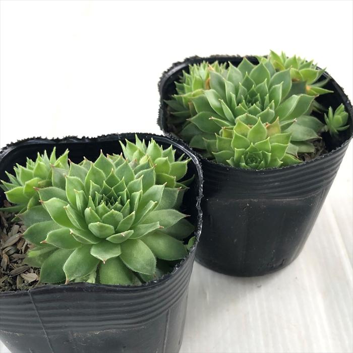 日本花キ流通 多肉植物 sfセンペルビウム カンナ 7.5cmポット