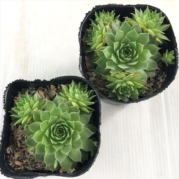 日本花キ流通 多肉植物 sfセンペルビウム カンナ 7.5cmポット
