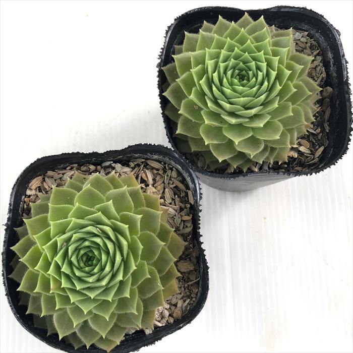 日本花キ流通 多肉植物 sfセンペルビウム レオカディアズネフュー 7.5