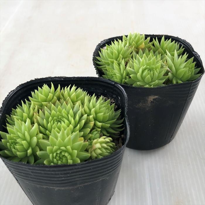 日本花キ流通 多肉植物 sfセンペルビウム キーライムキス 7.5cm