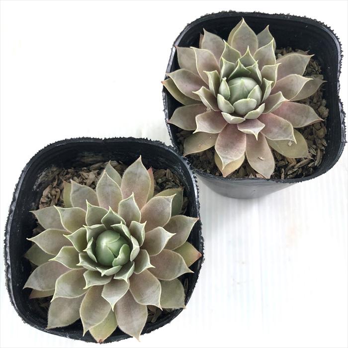 日本花キ流通 多肉植物 sfセンペルビウム ゼノビア 7.5cmポット