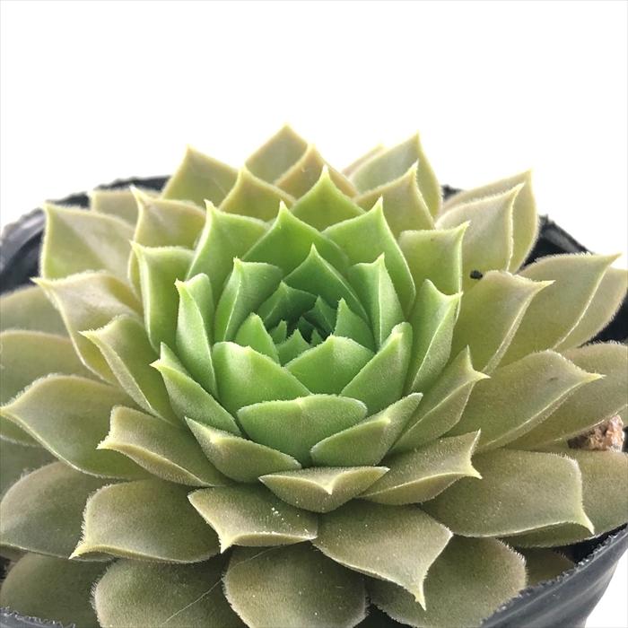 日本花キ流通 多肉植物 sfセンペルビウム アンジェリーク 7.5cmポット