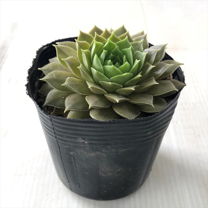 日本花キ流通 多肉植物 sfセンペルビウム アンジェリーク 7.5cmポット