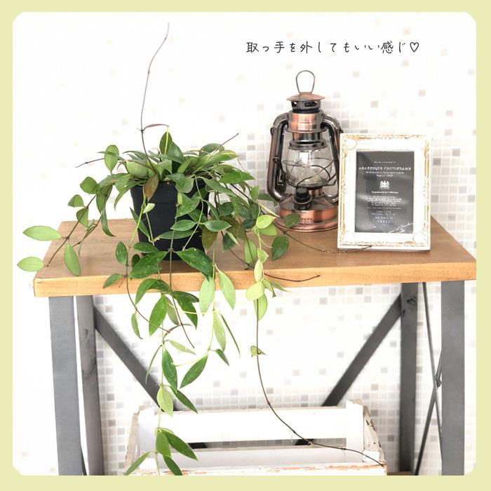 hoya ホヤ トムソニー ピンク 4号 吊り鉢 園芸ネット本店｜ホヤ