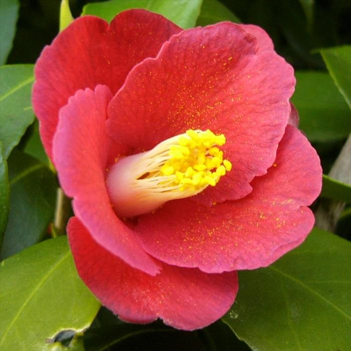 椿　盆栽　寒椿　一重赤 盆栽 寒椿 カンツバキ かんつばき 赤花 白花 八重咲 小品盆栽 ミニ盆栽