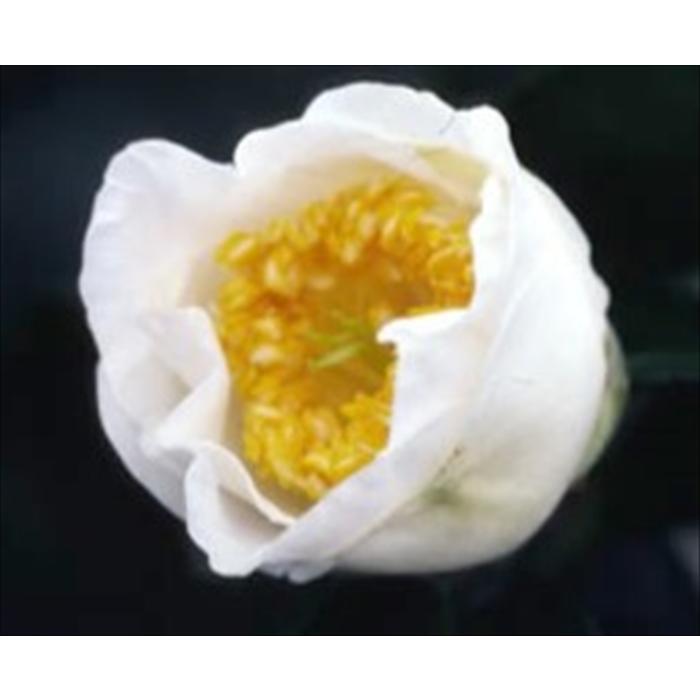 日本花キ流通 予約販売 一重咲き椿 加茂本阿弥 12cmポット 開花予定株