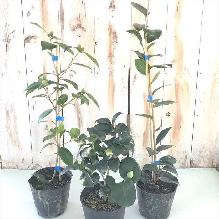 日本花キ流通 八重咲き椿 サツマ紅 12cmポット 開花予定株 つばき