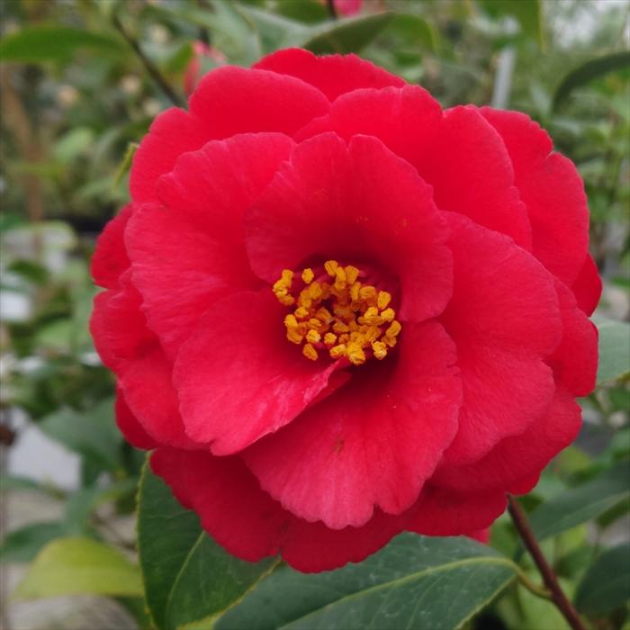 赤い八重咲きの花 日本花キ流通 予約販売 八重咲き椿 緋色沖の石 12cmポット 開花予定株
