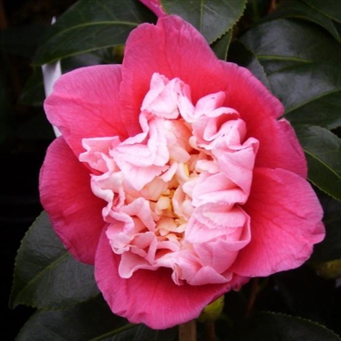 予約販売 八重咲き椿 仙人卜伴 12cmポット 開花予定株 つばき ツバキ 生け花 切り花 庭木 Aks 11月下旬以降発送 Z フラワーネット日本花キ流通 通販 Yahoo ショッピング
