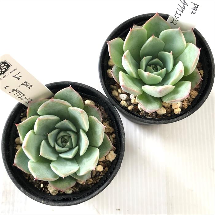 6N ハオルチア　多肉植物　エケベリア　チワワ錦大玉　自家繁殖 Amazon｜多肉植物 エケベリア 大苗 チワワエンシス錦 覆輪錦｜観葉植物