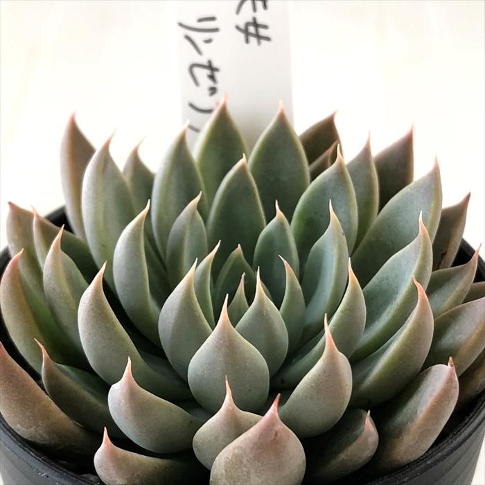 多肉植物 O'sグラプトベリア 銀天女×リンゼアナ O's PLANTS オーズ