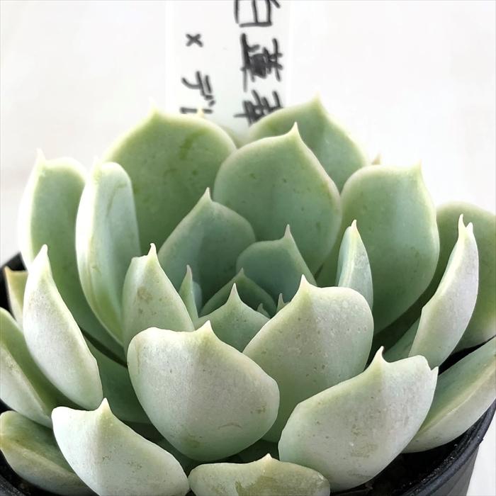 ♥️16 白蓮華×デレッセーナ／O's PLANTS オーズさん苗 多肉植物 ♥️16 白蓮華×デレッセーナ／O's PLANTS オーズさん苗 多肉植物
