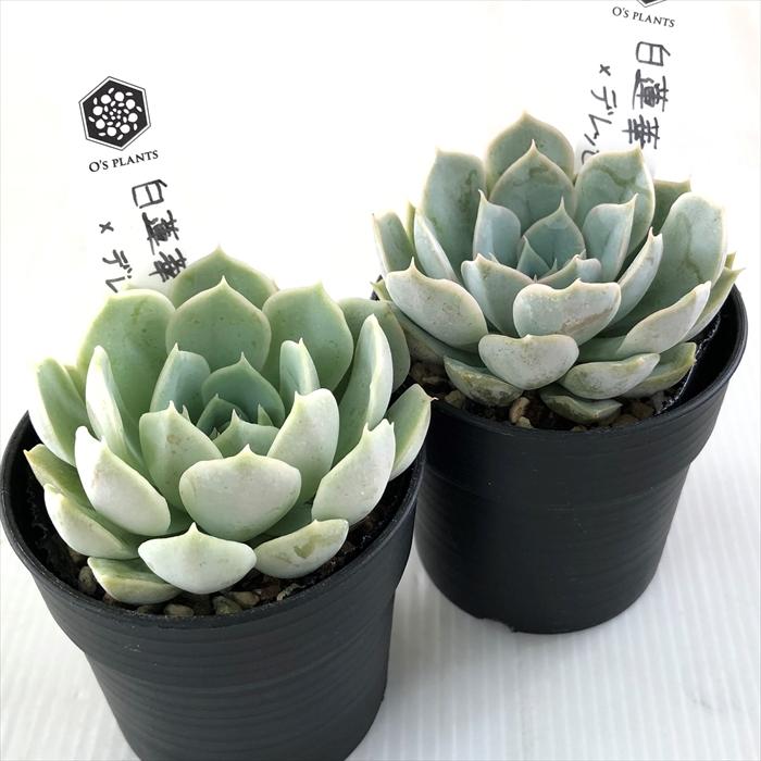 ♥️16 白蓮華×デレッセーナ／O's PLANTS オーズさん苗 多肉植物 ♥️16 白蓮華×デレッセーナ／O's PLANTS オーズさん苗 多肉植物