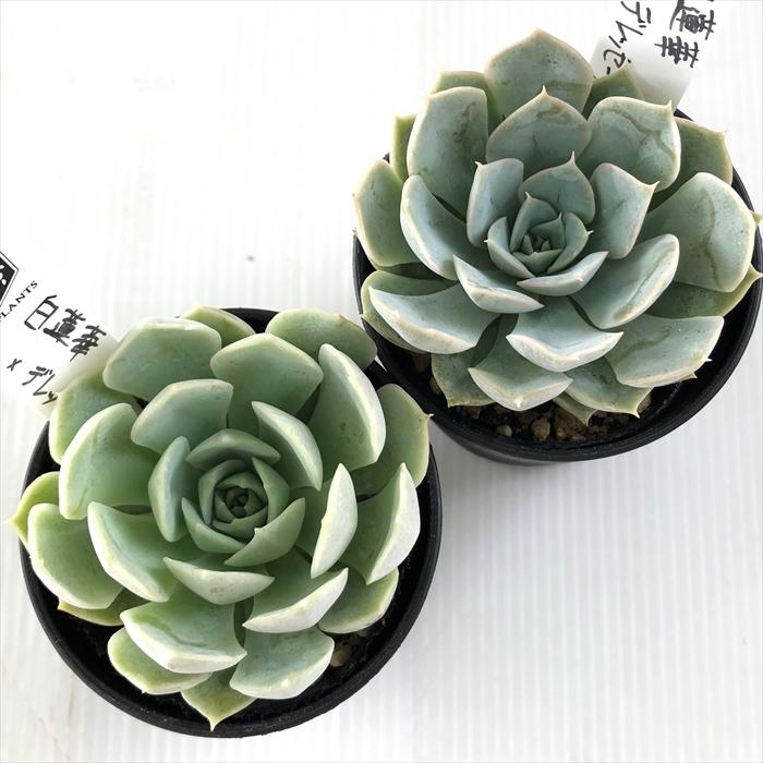 ♥️16 白蓮華×デレッセーナ／O's PLANTS オーズさん苗 多肉植物 ♥️16 白蓮華×デレッセーナ／O's PLANTS オーズさん苗 多肉植物
