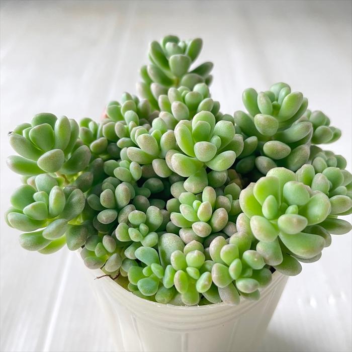 日本花キ流通 多肉植物 sbセダム ばらまきワンダ・ワンダ No.2 多肉