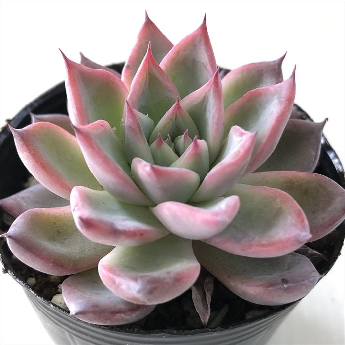 日本花キ流通 多肉植物 hmエケベリア ブラックスワン 多肉植物