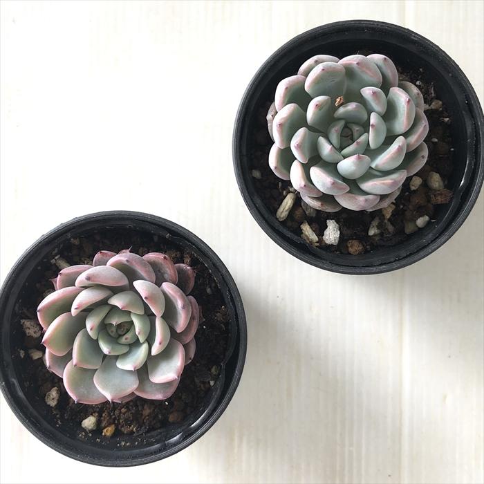 日本花キ流通 多肉植物 hxエケベリア シルキーオリオン×黒爪ザラゴーサ