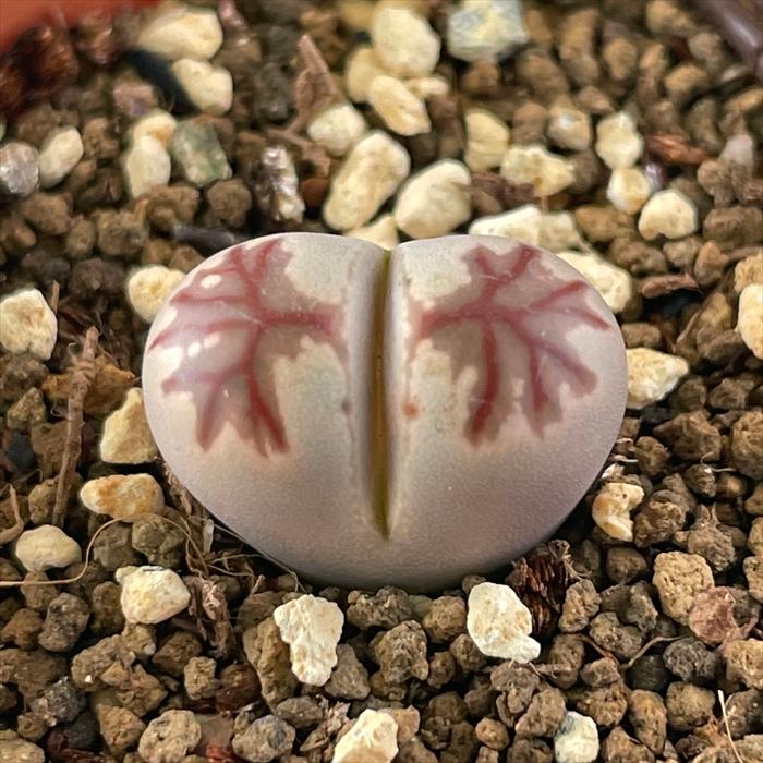 日本花キ流通 多肉植物 asリトープス ゾロ 多肉植物 メセン 6cmポット