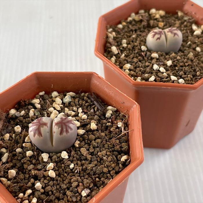 多肉植物　リトープス　訳あり　1ポット 日本花キ流通 多肉植物 asリトープス ゾロ 多肉植物 メセン 6cmポット
