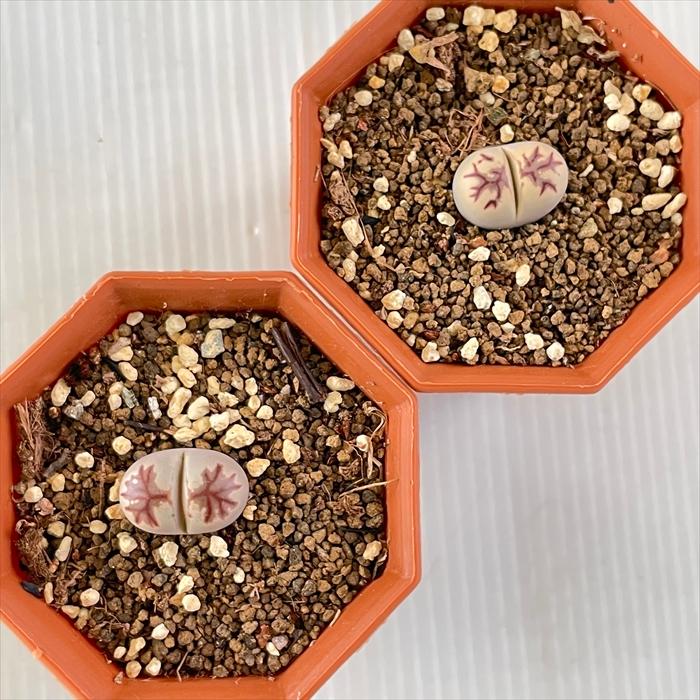 日本花キ流通 多肉植物 asリトープス ゾロ 多肉植物 メセン 6cmポット