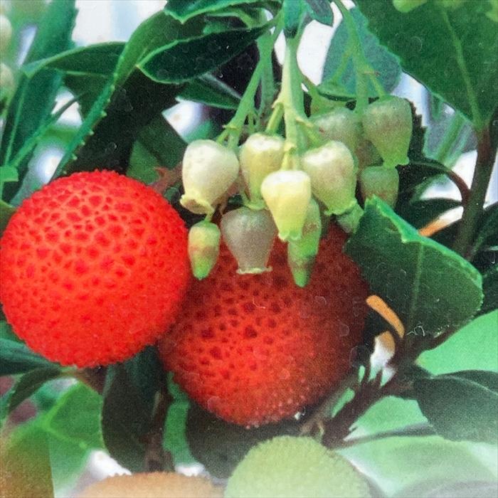 予約販売 白花イチゴノキ ストロベリーツリー 12cmポット 花苗 庭木 常緑低木 シュラブ 花木 ttd 11月下旬以降発送