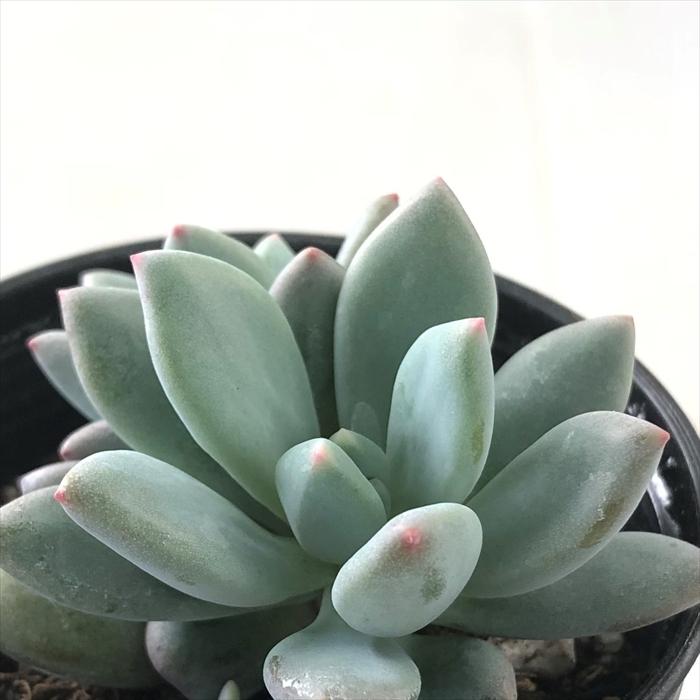 多肉植物 hmパキフィツム キューティーフィンガー 多肉植物 パキフィツム 6cmポット | 日本花キ流通