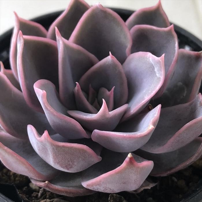 日本花キ流通 多肉植物 hmエケベリア ホワイトキッセス 多肉植物