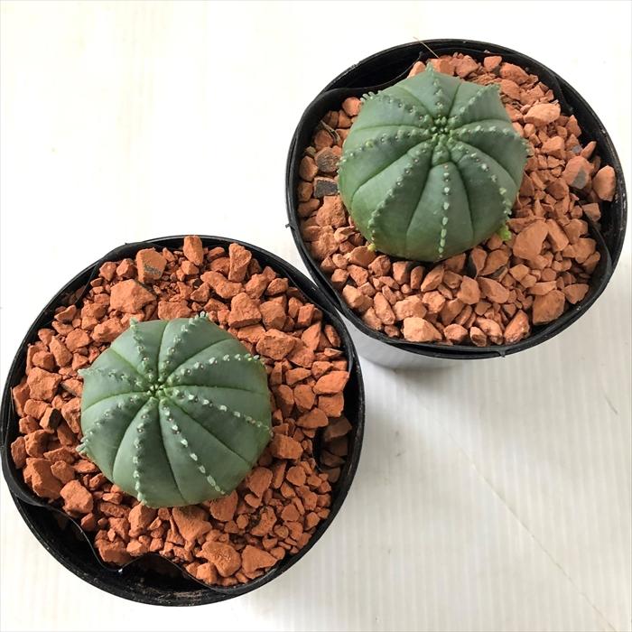 【高騰品種】4 ユーフォルビア オベサ ピッコロオールド 錦 極上斑 楽天市場】【ユーフォルビア・ピッコロ】 オベサ梵天 コーデック