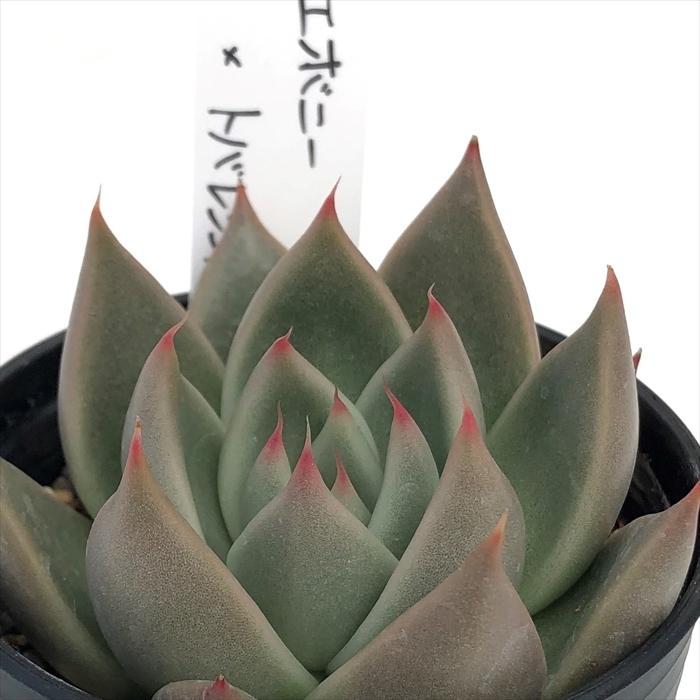 ♥️16 白蓮華×デレッセーナ／O's PLANTS オーズさん苗 多肉植物 ♥️16 白蓮華×デレッセーナ／O's PLANTS オーズさん苗 多肉植物