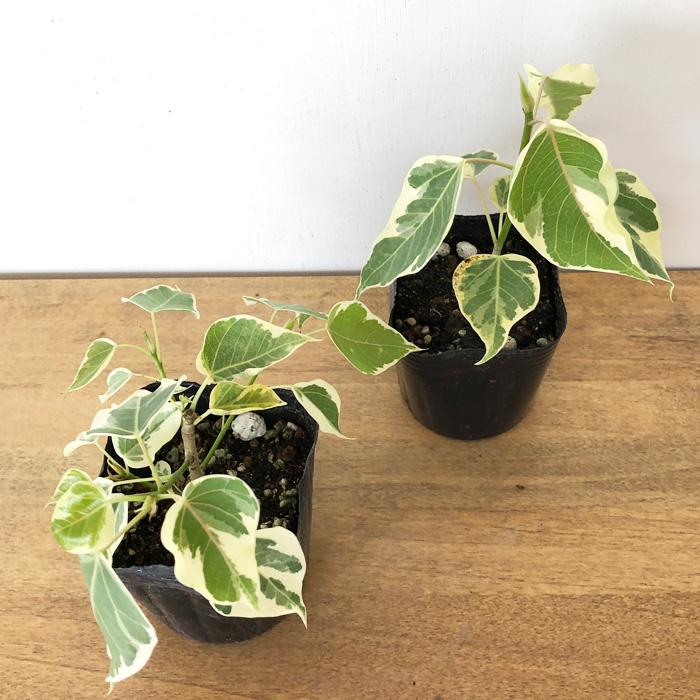 日本花キ流通 観葉植物 フィカス ランフィー 斑入り ゴムの木 9cm